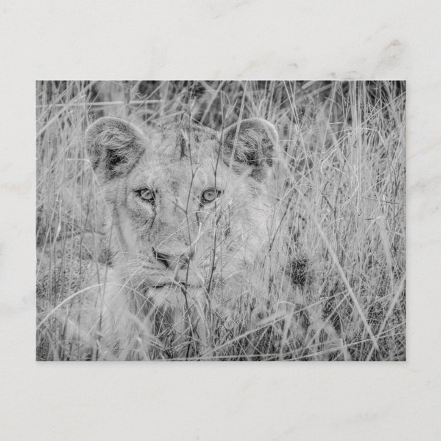 Lion dans la carte postale de l'herbe (Devant)