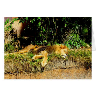Lion de Lazy