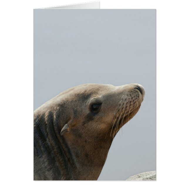 Lion de mer (Devant)