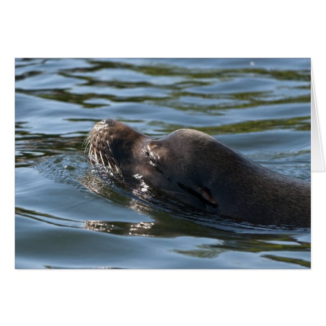Lion de mer (Devant horizontal)