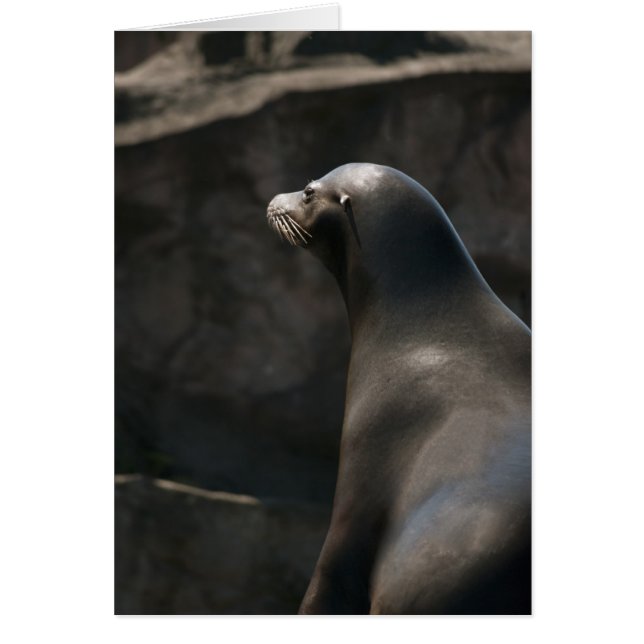 Lion de mer (Devant)