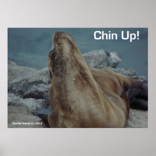 Lion de mer - Chin Up - Poster