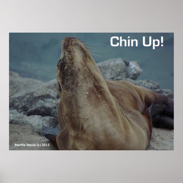 Lion de mer - Chin Up - Poster (Devant)