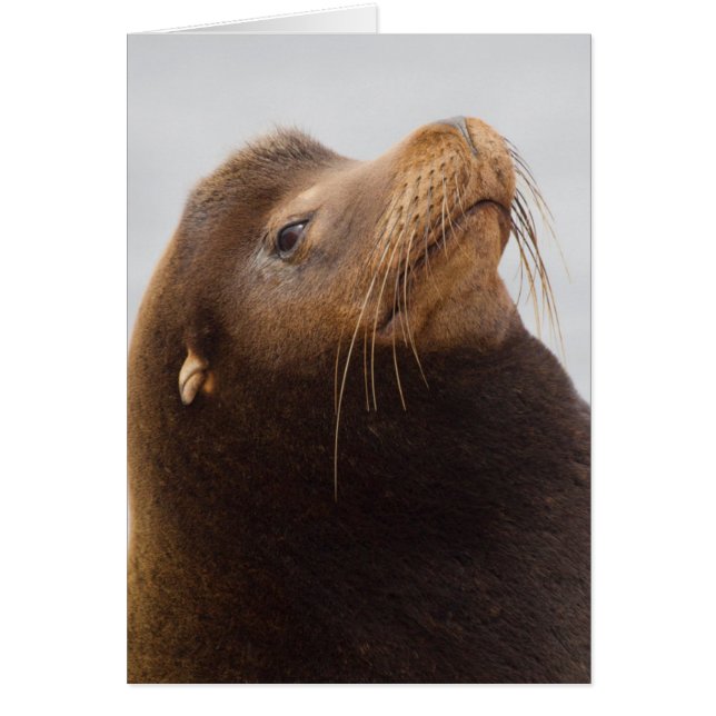 Lion de mer de Californie (Devant)