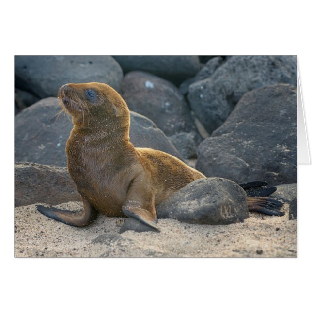 Lion de mer des Galapagos (Devant horizontal)