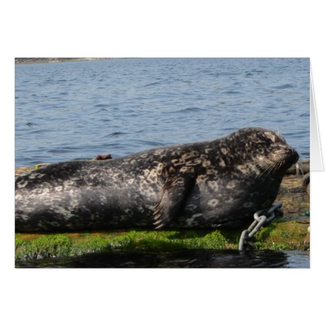 Lion de mer endormi (Devant horizontal)