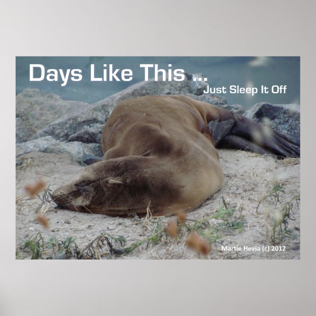 Lion de mer - Jours comme celui-ci - Poster (Devant)