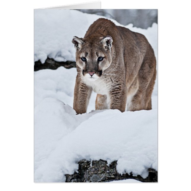 Lion de montagne dans la neige (Devant)