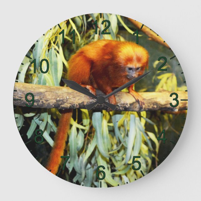 Lion d'or Tamarin observant, horloge murale (Recto)