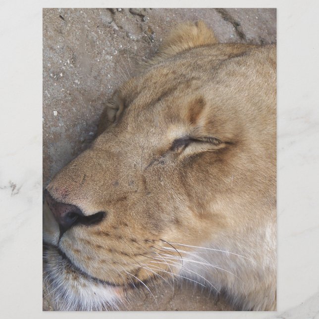 Lion endormie (Devant)