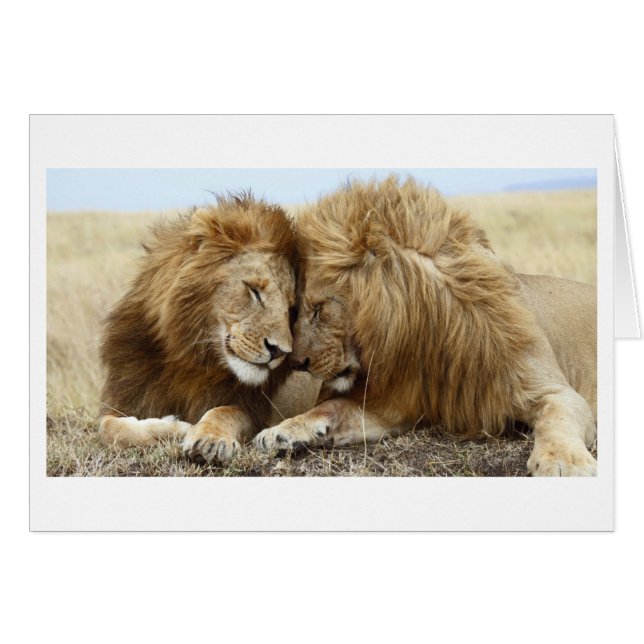 Lion Love (Devant Horizontal)