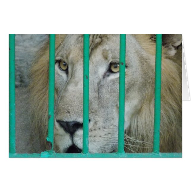 Lion Majestic (Devant Horizontal)