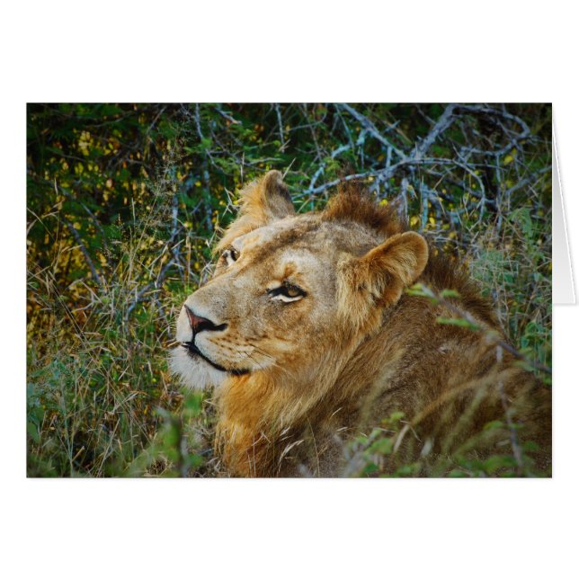 Lion mâle africain vierge toutes les cartes (Devant horizontal)