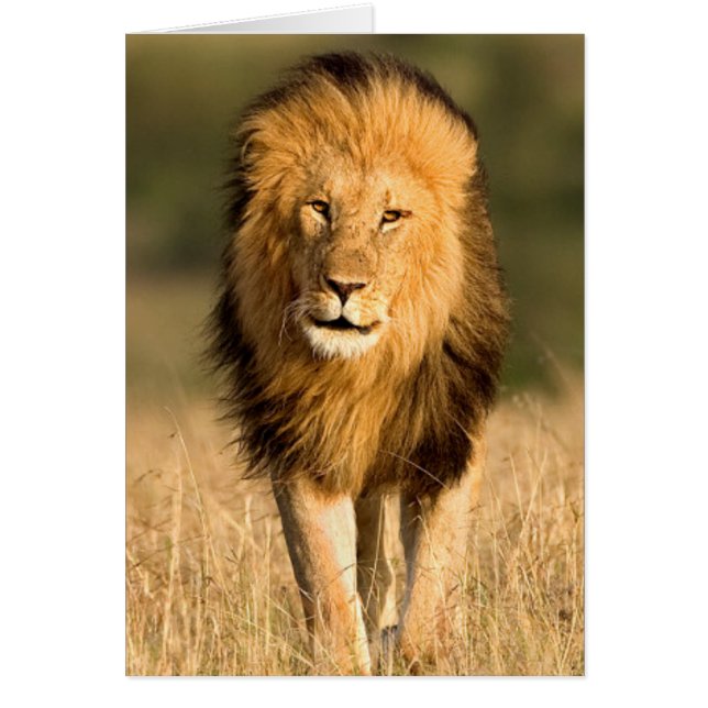 Lion mâle marchant (Devant)