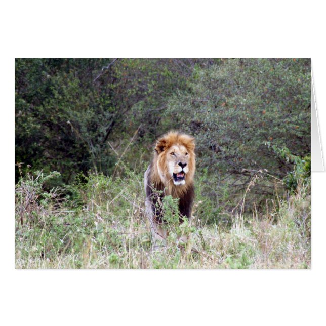lion manté (Devant horizontal)