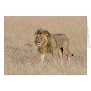Lion marche