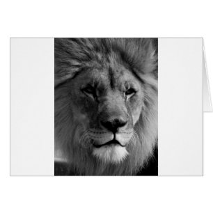 Lion noir et blanc