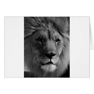Lion noir et blanc