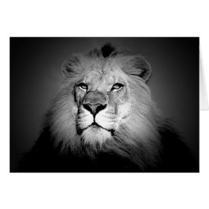 Lion noir et blanc