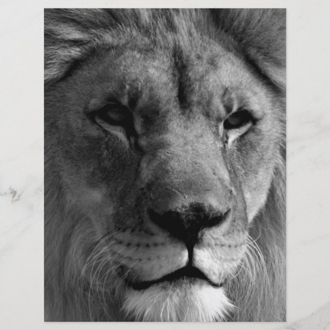 Lion noir et blanc (Devant)