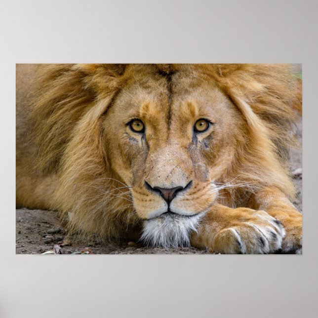 LION POSTER (Devant)