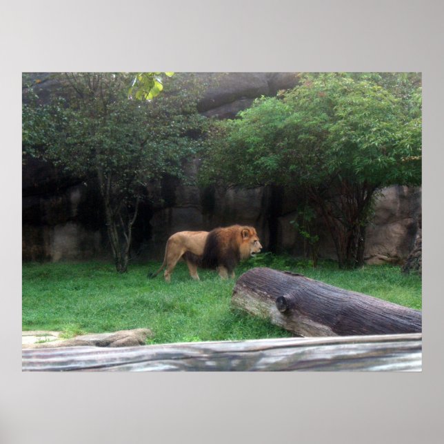 Lion Poster (Devant)