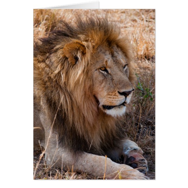 Lion Réserve nationale de Maasai Mara, Kenya (Devant)