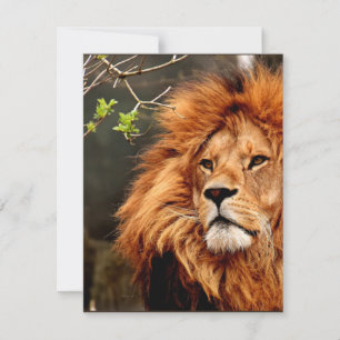 Lion, roi de la jungle