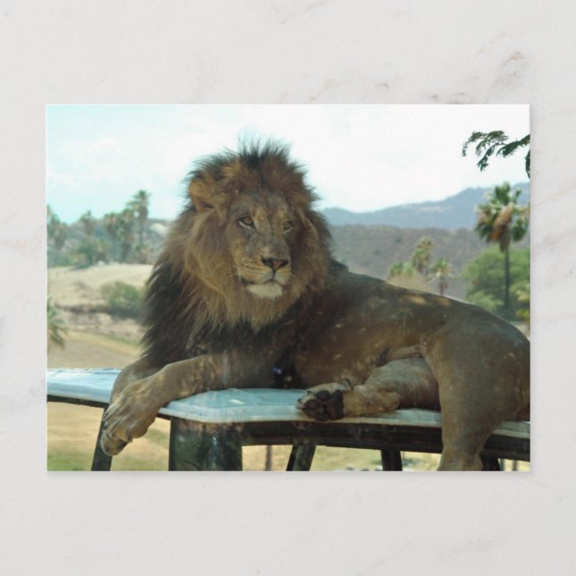 Lion sur carte postale de voiture (Devant)
