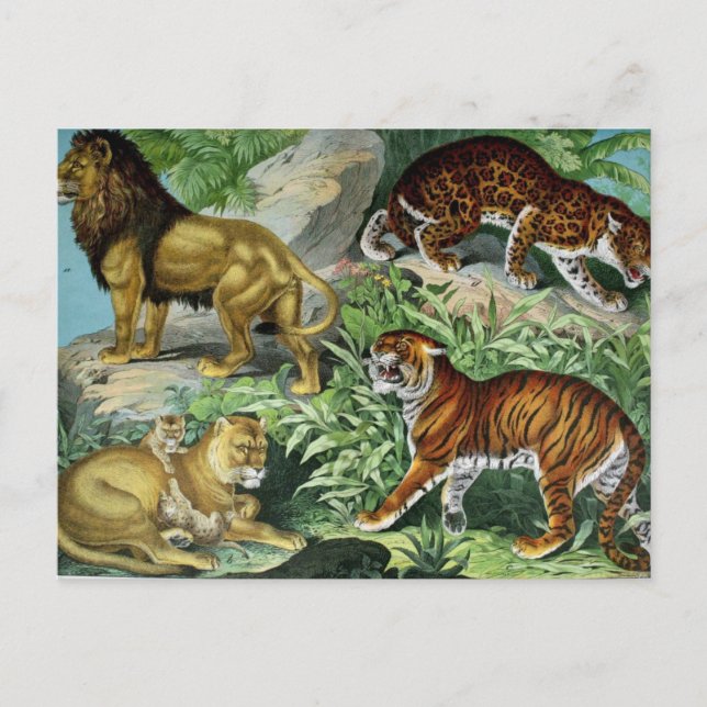 Lion Tiger Leopard Vintage animal carte postale (Devant)