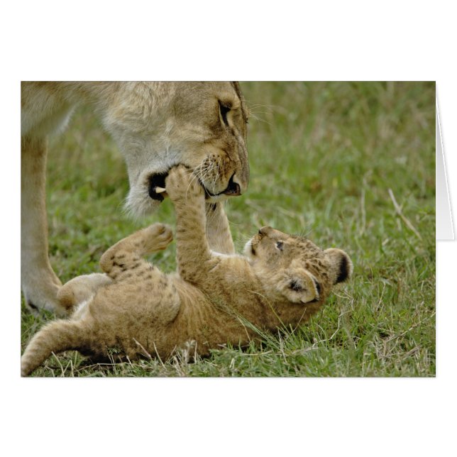 Lionceau Jouant (Devant horizontal)