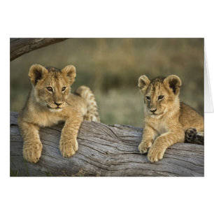 Lionceaux sur rondin
