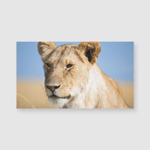 Lioness contre le ciel bleu