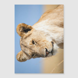 Lioness contre le ciel bleu