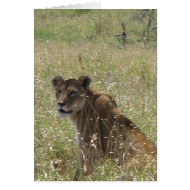 Lioness in Tall Grass (Devant)