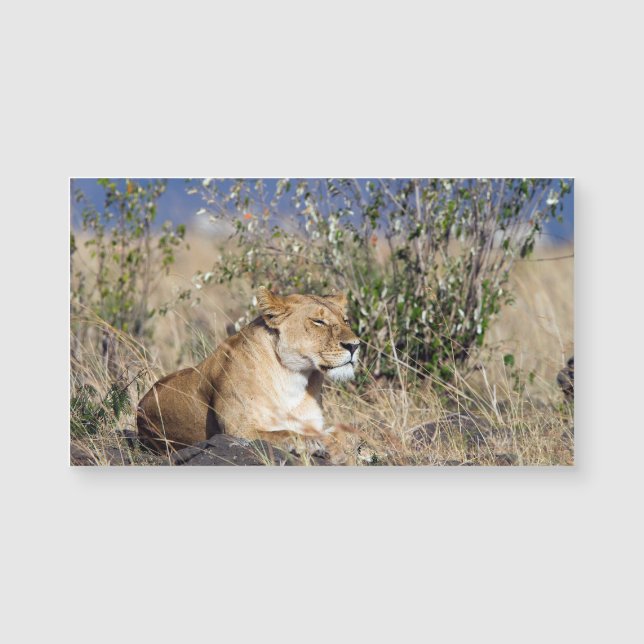 Lioness resting (Devant)