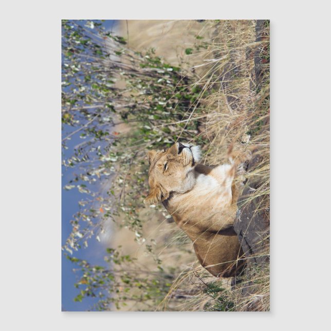 Lioness resting (Devant)