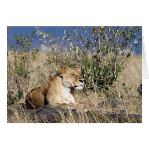 Lioness resting
