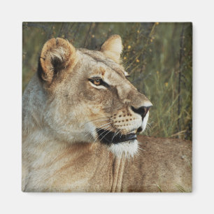 Lioness safari magnets - personnaliser