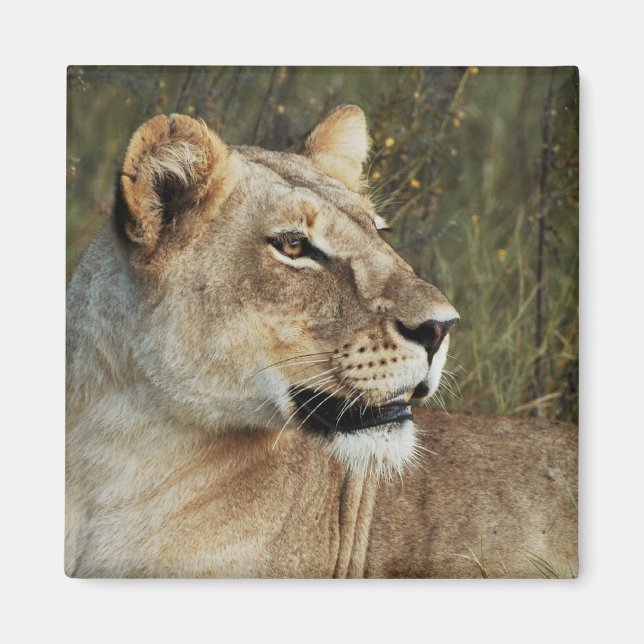 Lioness safari magnets - personnaliser (Devant)