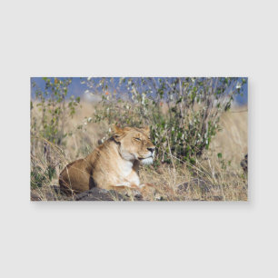 Lioness se reposant