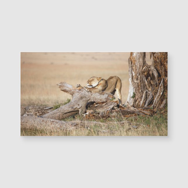 Lioness stretching (Devant)