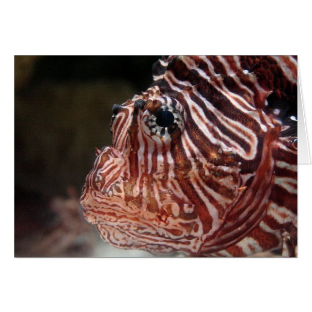 Lionfish (Devant horizontal)