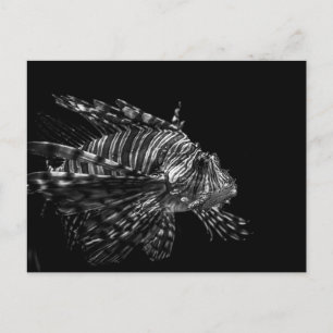 Lionfish - Carte postale