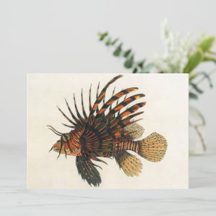 Lionfish Poisson, Vieille Marine Vie Océanique Ani