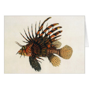 Lionfish Poisson, Vieille Marine Vie Océanique Ani