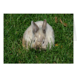 Lionhead Bunny Toutes les Occasions