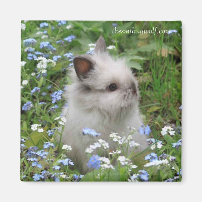 Lionhead Rabbit Magnet (Devant)
