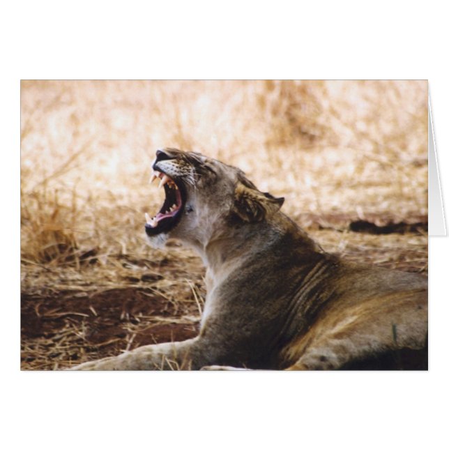 Lionne (Devant horizontal)