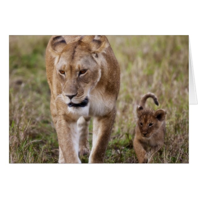 Lionne avec son petit (Devant horizontal)